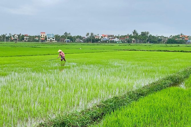 Buffalo Riding and basket boat tour from Da Nang/ Hoi An - Pickup from Da Nang, then straight to Cam Thanh