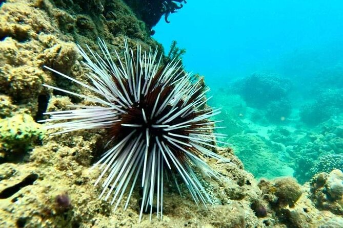 Cham Island Snorkeling Daily Group Tour, Sunbathing, nice beaches - Seafood lunch: local flavors, family-style pacing, and vegetarian care