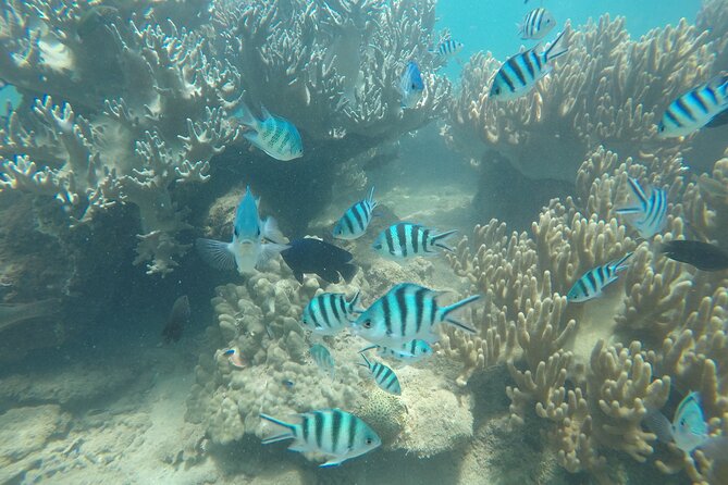 Cham Islands Snorkeling Tour by SpeedBoat from Da Nang - What’s included for your $53: value check, not just a price tag