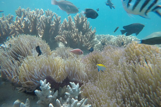 Cham Islands Snorkeling Tour by SpeedBoat from Da Nang - Tour timing: a full day that ends early enough