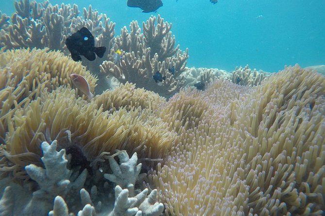 Cham Islands Snorkeling Tour by SpeedBoat from Da Nang - Getting there from Da Nang: Cua Dai to Cham Islands in about 1 hour