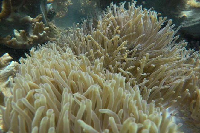 Cham Islands Snorkeling Tour by Wooden Boat from Hoi An - Wooden Boat Transfer: Comfort, Timing, and How to Prep