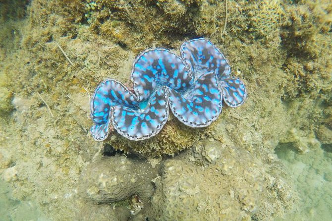 Cham Islands Snorkeling Tour by Wooden Boat from Hoi An - Price and Value: Is $53 a Good Deal?