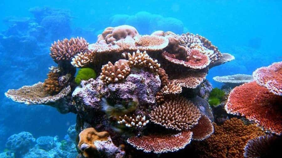 Da Nang/Hoi An:Explore Cham Island and Snorkeling tour 1 Day - Cù Lao Chàm in a Nutshell: how the day fits into your trip
