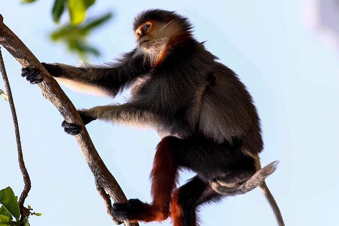 Endangered Monkeys Watching - Red Shanked Douc Langurs - Why Son Tra’s red-shanked douc langurs are the main event