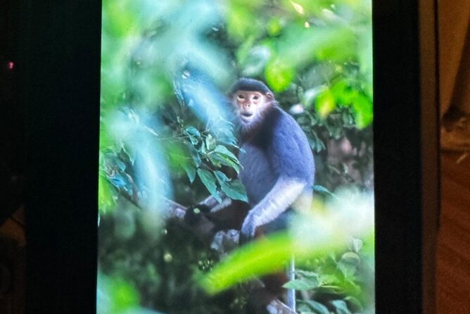 Endangered Monkeys Watching - Red Shanked Douc Langurs - What else you might see on the trail