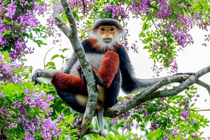 Explore Son Tra Peninsula, Monkey Mountain, Lady Buddha half-day - Son Tra and Monkey Mountain in five hours (and why it works)