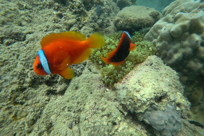 Full-day Cham Islands Cruise from Hoi An with Underwater Walking Excursion - Lunch timing at 10:30 and the Bai Chong beach reset