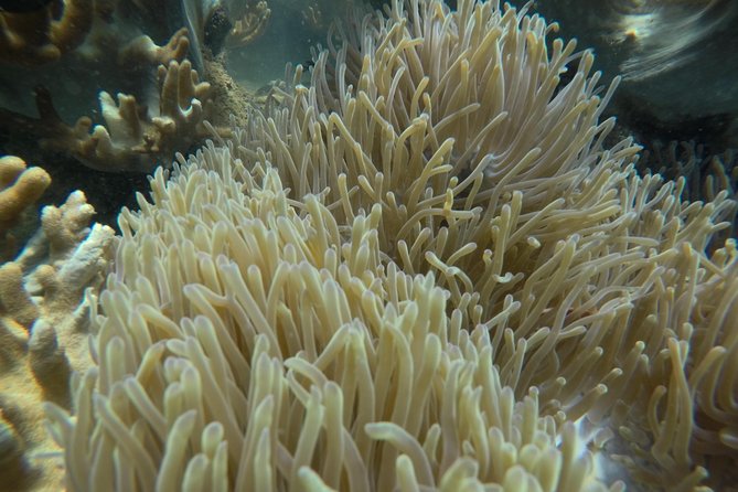 Full-day Cham Islands Cruise from Hoi An with Underwater Walking Excursion - Timing on the water: how the day can flex with wind and waves