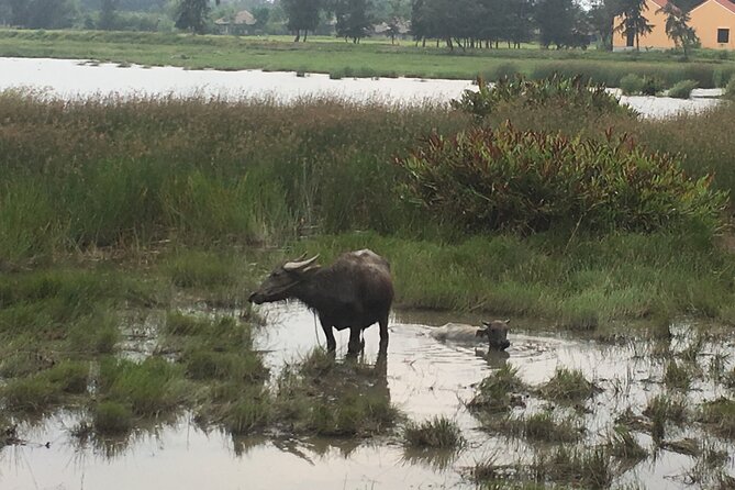 Hoi An countryside biking tour, water buffalo+ basket boat ride - Cycling Through Rice Paddies: Why the Bike Portion Matters