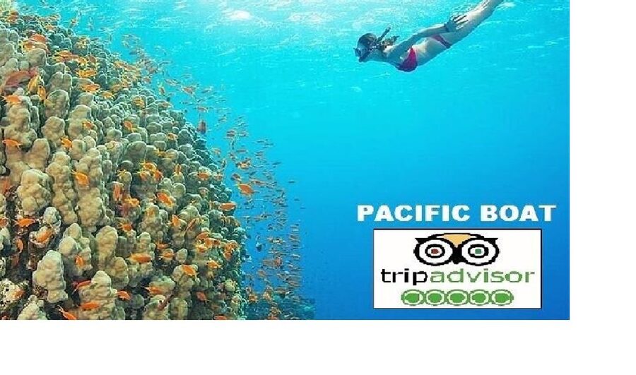 Hoi An/Da Nang: Snorkelling & Island-Hopping Speedboat Tour - Quick reasons this Cham Islands day trip works