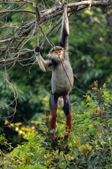 Safari - Finding the most endangered monkey in the World - Son Tra at sunset: why this safari is about more than spotting monkeys