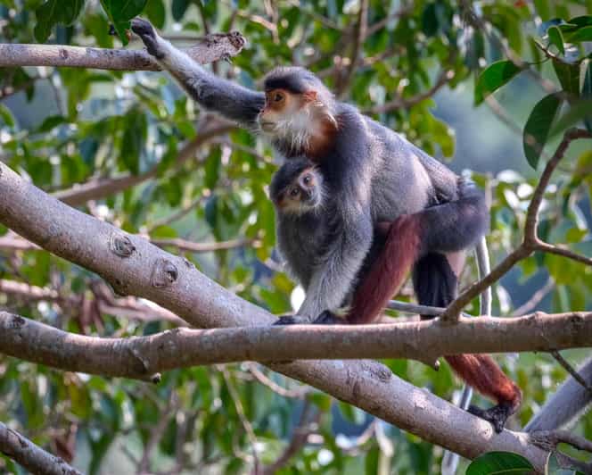 Safari - Finding the most endangered monkey in the World - Small group energy: what max 5 really changes for you