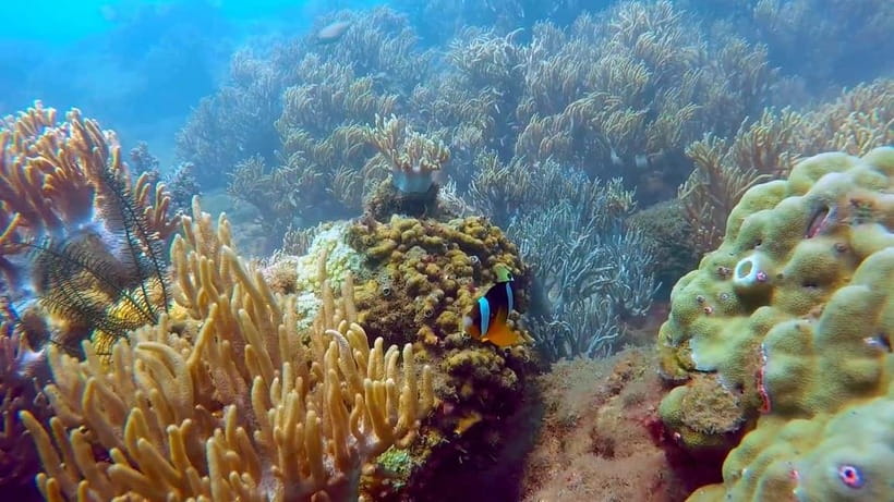 Visit Cham Islands & Snorkelling & Scuba Diving - From Hoi An to the Cham Islands: the day starts fast