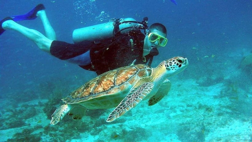 Visit Cham Islands & Snorkelling & Scuba Diving - Marine Sanctuary and fossils: a quick education stop that makes the reef make sense