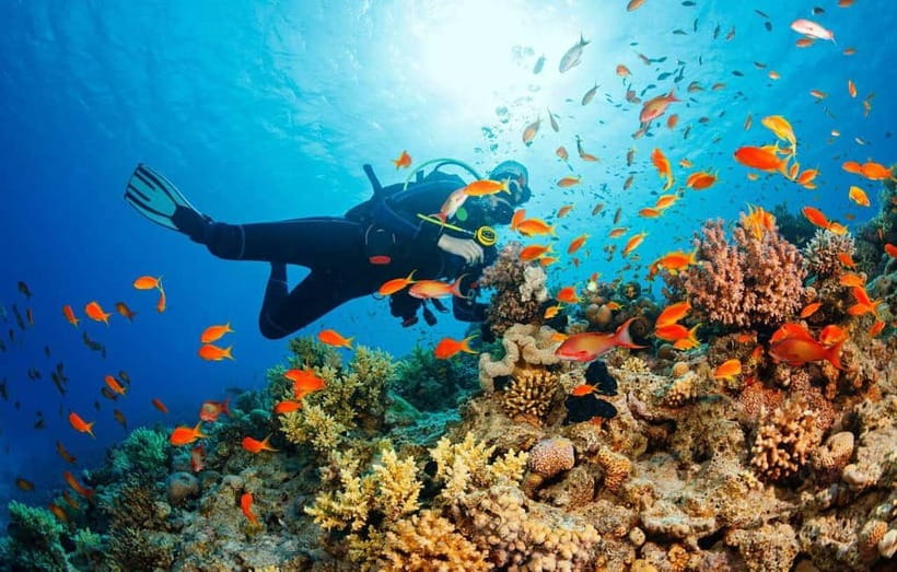Visit Cham Islands & Snorkelling & Scuba Diving - Seafood lunch on the island: part of the value, part of the risk